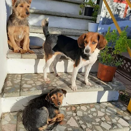 לינה וארוחת בוקר S'imbragu Farm 3*