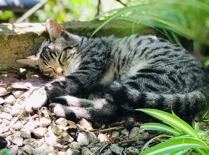 S'imbragu Farm Oda ve Kahvaltı Tortolì