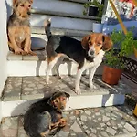 Bed & Breakfast S'imbragu Farm 3*