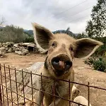 S'imbragu Farm 3* Tortolì
