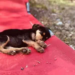 S'imbragu Farm 3* Tortolì